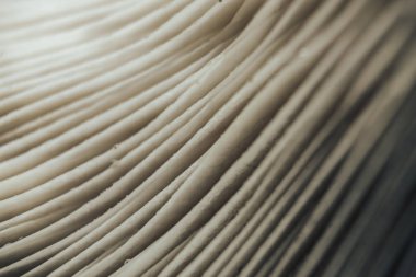 Mantarların arka plan dokusunu kapatın. Makro fotoğrafçılık görünümü.