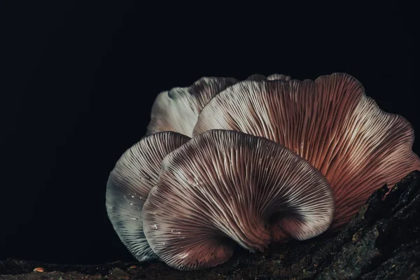 Fechar Bonito Cacho Cogumelos Cor Luz Árvore Fundo Textura — Fotografia de Stock