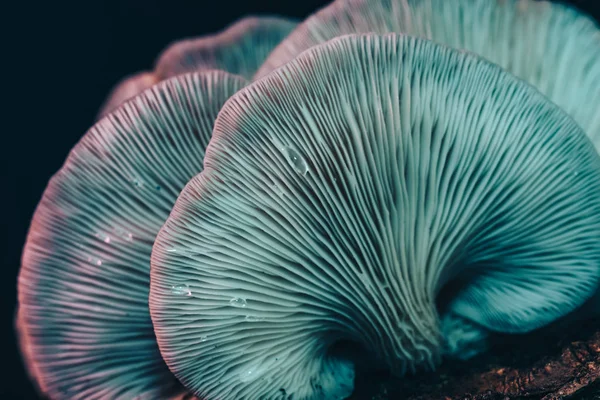 Belos Cogumelos Com Textura Fundo Luz Cor Fotografia Macro Vista — Fotografia de Stock