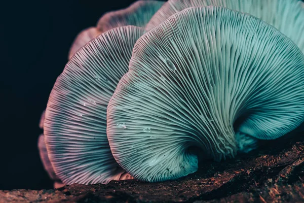 Belos Cogumelos Com Textura Fundo Luz Cor Fotografia Macro Vista — Fotografia de Stock