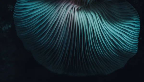 Prachtige Paddenstoelen Met Een Lichte Achtergrond Textuur Macro Fotografie Uitzicht — Stockfoto