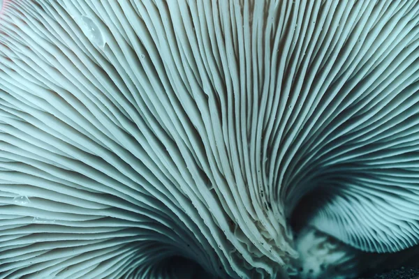 Beautiful Mushrooms Color Light Background Texture Macro Photography View — ストック写真