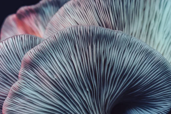 在树的背景纹理中贴上漂亮的一束蘑菇彩灯 宏观摄影视图 — 图库照片