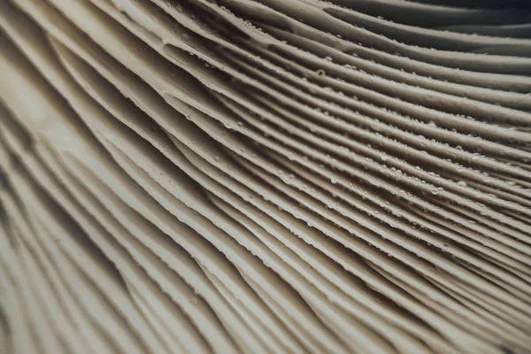 Close Beautiful Mushrooms Background Texture Macro Photography View — ストック写真