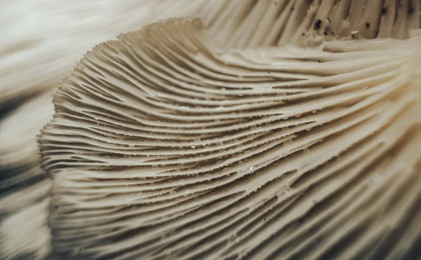 Feche Textura Fundo Belos Cogumelos Fotografia Macro Vista — Fotografia de Stock
