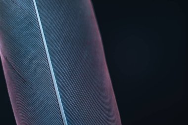 Güzel kuş tüyünü siyah arka plan deseninde mavi kırmızı ışıkla kapat. Makro fotoğrafçılık görünümü. 