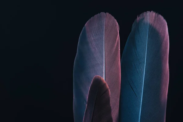 Feche Bela Pena Pássaro Com Luz Vermelha Azul Uma Textura — Fotografia de Stock