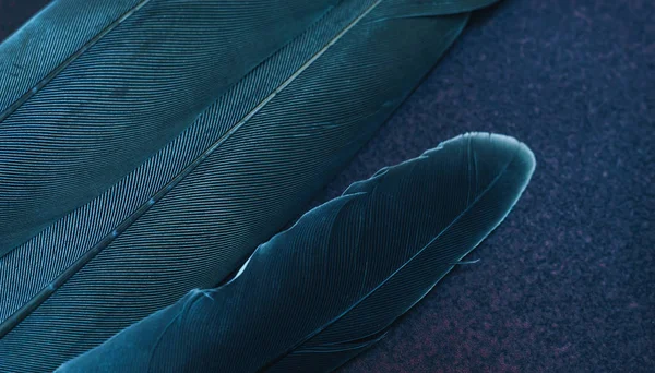 Chiudi Piuma Uccello Con Luce Rossa Blu Bella Texture Sfondo — Foto Stock