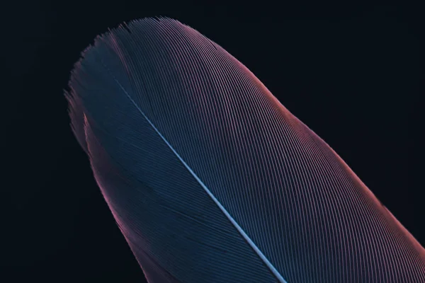 Close Beautiful Bird Feather Blue Red Light Black Background Texture — Stock Photo, Image