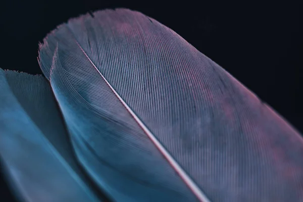 Nahaufnahme Schöne Vogelfeder Mit Blaurotem Licht Auf Schwarzem Hintergrund Makrofotografie — Stockfoto