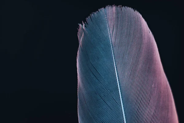 Close Beautiful Bird Feather Blue Red Light Black Background Texture — Stock Photo, Image