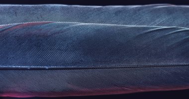 Kuş tüyünü mavi kırmızı ışıkla kapat. Güzel arka plan dokusu. Makro fotoğrafçılık görünümü. 