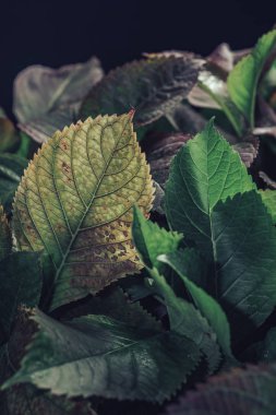 Koyu bir arka planda güzel yeşil ve kırmızı yaprak.