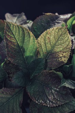 Koyu bir arka planda güzel yeşil ve kırmızı yaprak.