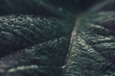 Güzel yeşil yaprak arkaplan dokusunu kapat. Makro fotoğrafçılık görünümü.