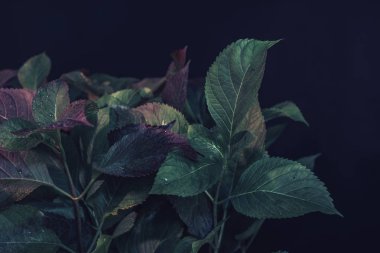 Koyu bir arka planda güzel yeşil ve kırmızı yaprak.