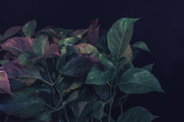 Koyu bir arka planda güzel yeşil ve kırmızı yaprak.