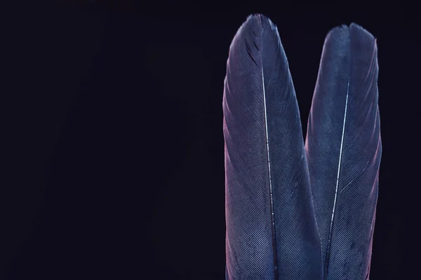 Beautiful Two Bird Feather Blue Red Light Beautiful Background Texture — Stock Photo, Image