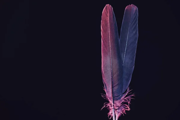 Hermosa Pluma Dos Pájaros Con Luz Roja Azul Hermosa Textura — Foto de Stock