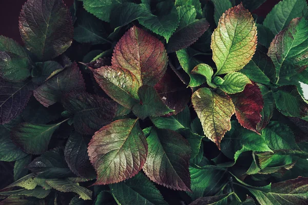 Bellissimo Cespuglio Verde Rosso Sfondo Foglia Uno Sfondo Scuro Vista — Foto Stock