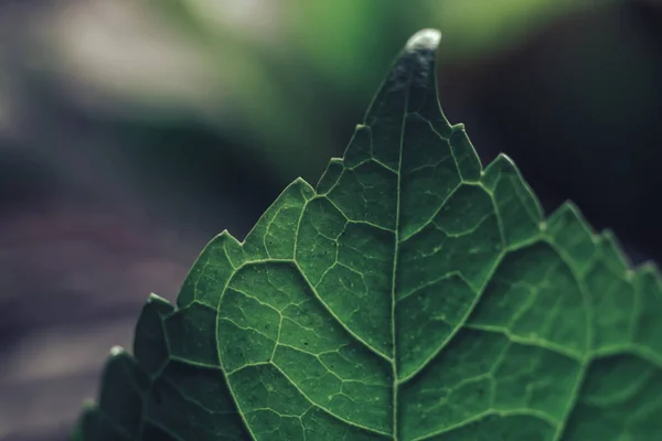 Κοντινό Πλάνο Όμορφο Πράσινο Φύλλο Υφή Φόντου Μακροσκοπική Προβολή Φωτογραφίας — Φωτογραφία Αρχείου