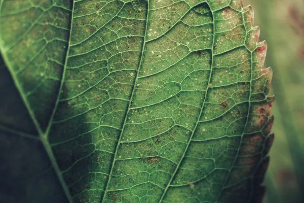 Närbild Vackra Gröna Löv Bakgrund Konsistens Makrofotografering — Stockfoto