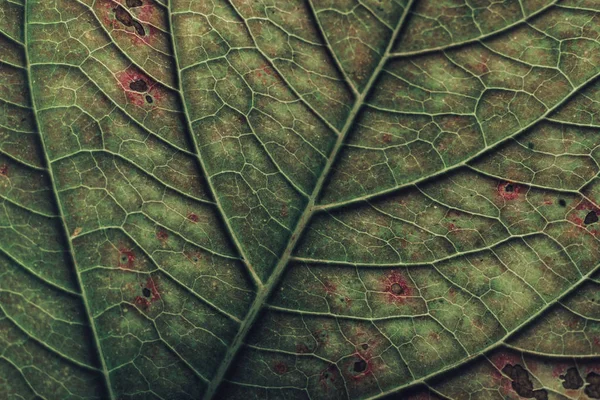 Close Bela Textura Fundo Folha Verde Fotografia Macro Vista — Fotografia de Stock