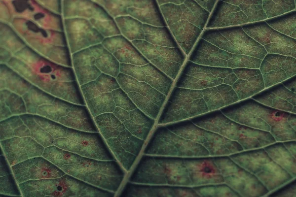 Close Bela Textura Fundo Folha Verde Fotografia Macro Vista — Fotografia de Stock