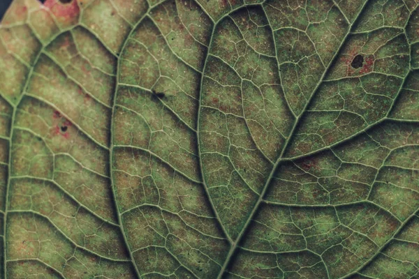 Close Mooie Groene Blad Achtergrond Textuur Macro Fotografie Zicht — Stockfoto