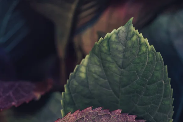 Close Beautiful Green Leaf Background Texture Macro Photography View — Stock Photo, Image