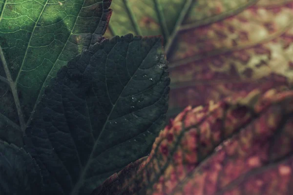 Cerrar Hermosa Textura Fondo Hoja Verde Macro Fotografía Vista — Foto de Stock