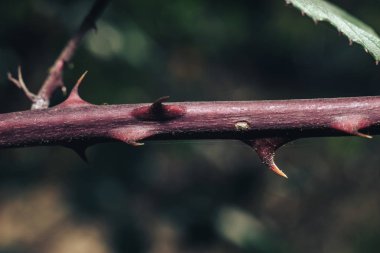 Yeşil arka plandaki güzel dikenleri kapatın. Makro fotoğrafçılık görünümü.