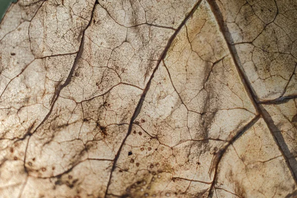 Beautiful Close Brown Leaf Background Texture Macro View — Zdjęcie stockowe