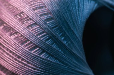 Koyu bir arka planda kırmızı ve mavi ışıkta güzel bir iplik parçasını kapat. Makro Fotoğraf Görünümü.