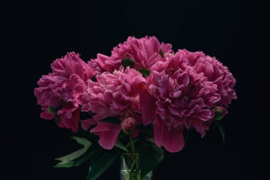 Siyah arka planda güzel şakayık çiçekleri.