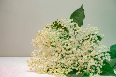 Beautiful white flowers and green leafs. Background pattern for design. Macro photography view. 	