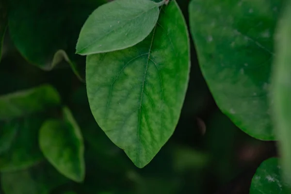 침엽수 식물의 설계를 아름다운 — 스톡 사진