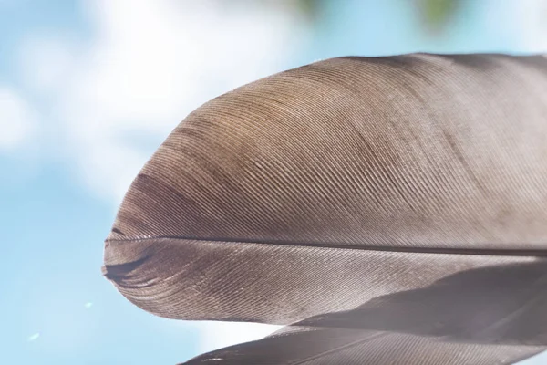 Fondo Plumas Textura Exótica Cerca Cielo Patrón Azul Para Diseño — Foto de Stock