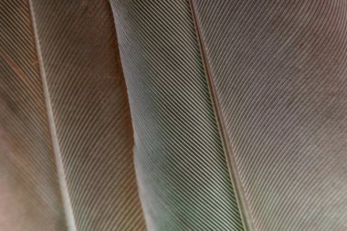 Tasarım için Güzel Gri Kuş tüyü arka plan desenini kapat. Makro fotoğrafçılık görünümü. 