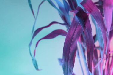 Güzel, soyut yaprak bitkisinin pembe ışığını kapat. Neon ışıkta çok güzel bir bitki. Minimalizm retro tarzı konsept. 