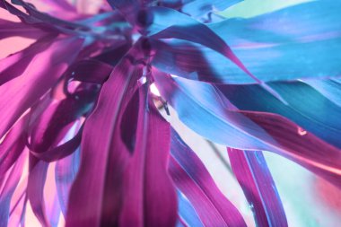 Güzel, soyut yaprak bitkisinin pembe ışığını kapat. Neon ışıkta çok güzel bir bitki. Tasarım için arkaplan deseni. 