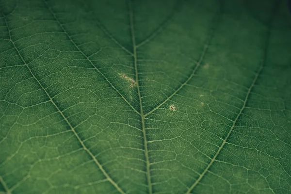 Beautiful Green Texture Background Cropped Shot Green Leaf Textured Abstract — Stock Photo, Image