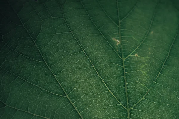 美しい緑の質感の背景 緑の葉のテクスチャの切り取られたショット 抽象的なデザインのための自然パターン マクロ写真の表示 — ストック写真