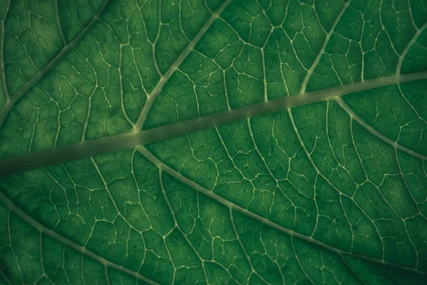 Chiudi Sfondo Texture Verde Colpo Ritagliato Foglia Verde Strutturato Astratto — Foto Stock