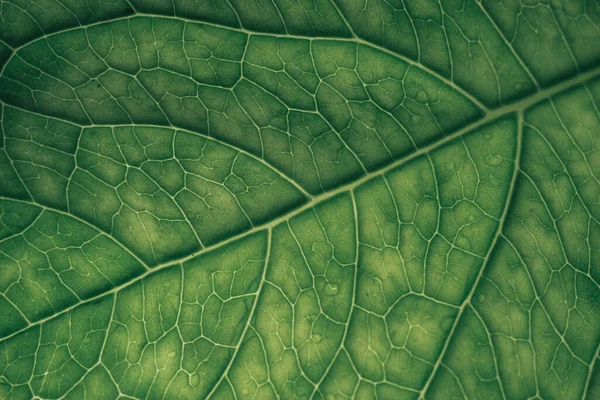 Yeşil Doku Arkaplanını Kapat Kesilmiş Yeşil Yaprak Desenli Tasarım Için — Stok fotoğraf