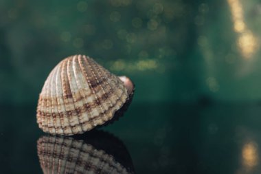 Güzel deniz kabuklarını siyah cam bir masa ve yeşil, altın rengi arkaplan dokusuyla kapatın. Makro fotoğrafçılık görünümü. 