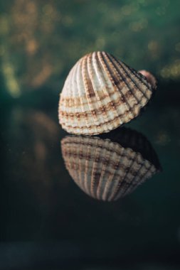 Güzel deniz kabuklarını siyah cam bir masa ve yeşil, altın rengi arkaplan dokusuyla kapatın. Makro fotoğrafçılık görünümü. 