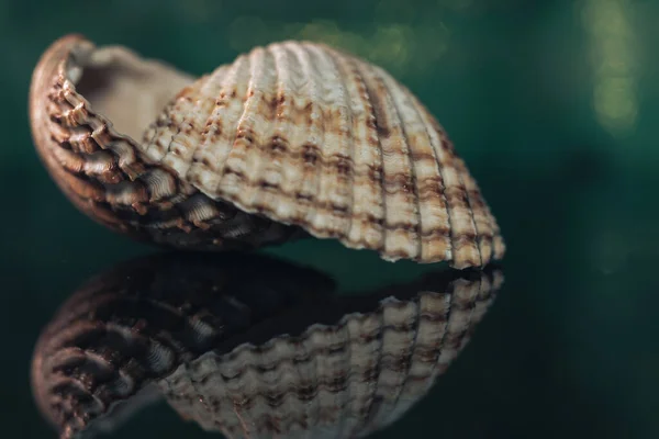 Close Prachtige Schelpen Een Zwarte Glazen Tafel Groene Gouden Bokeh — Stockfoto