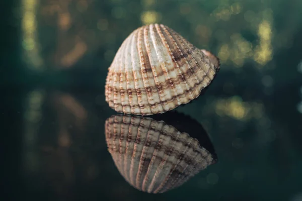 Close Belle Conchiglie Tavolo Vetro Nero Verde Oro Bokeh Sfondo — Foto Stock