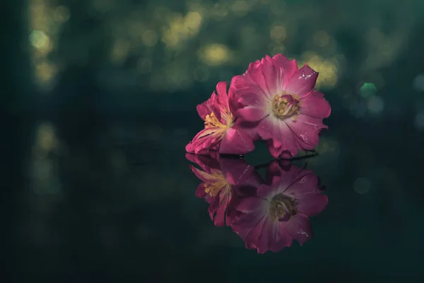 Стеклянном Столе Цветут Розовые Цветы Фоне Зеленый Серебристый Боке Макрофотография — стоковое фото